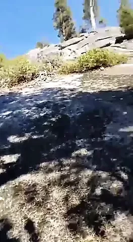 Murre Viral Video
