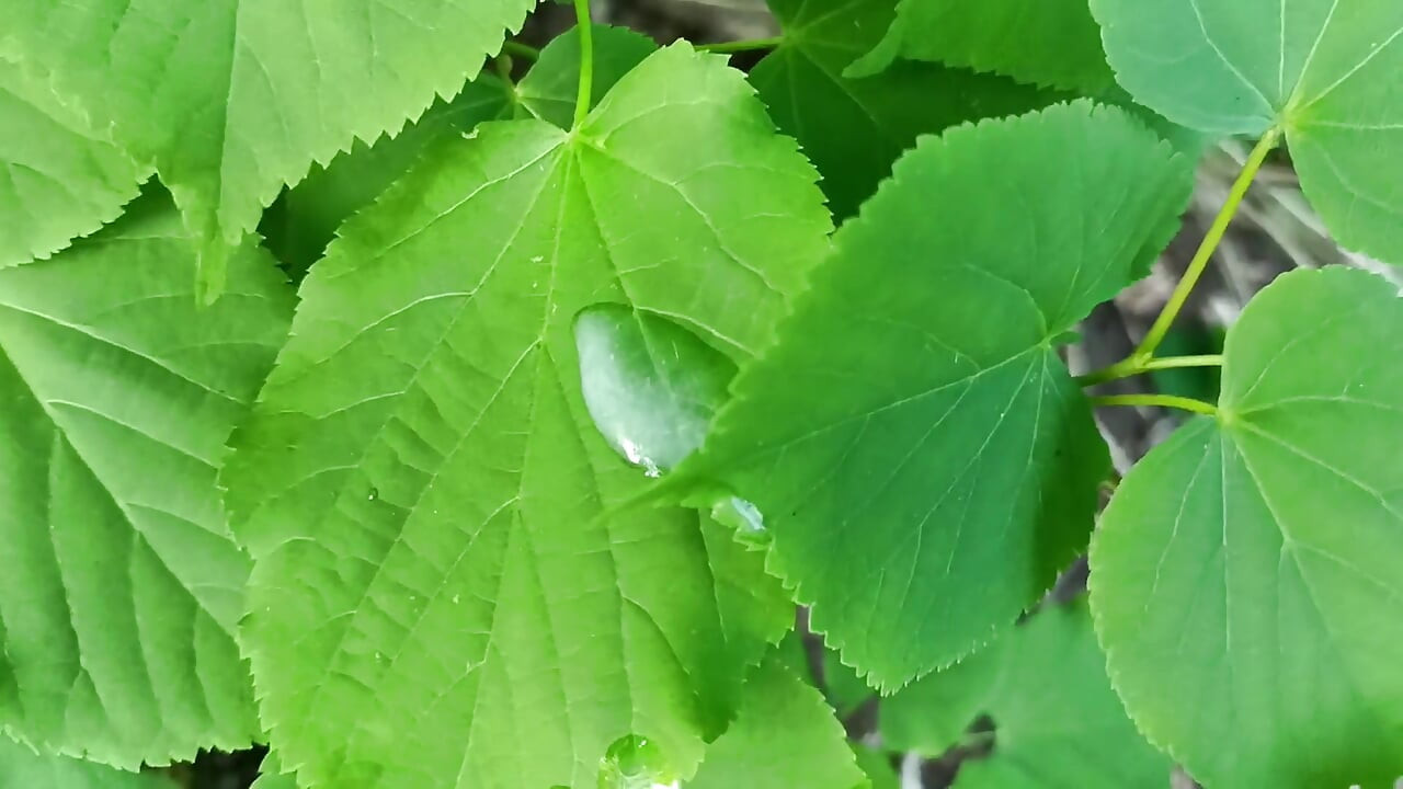 Thick Dick Outdoor Cumshot and Close up Looking on Cum