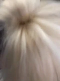 Sucking cock