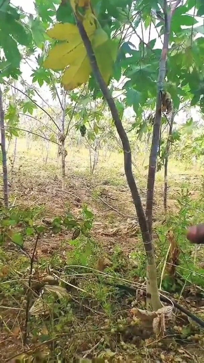 Desi outdoor sex video in hindi audio xxx video, viral bhabhi ki desi chudai | Clip 2