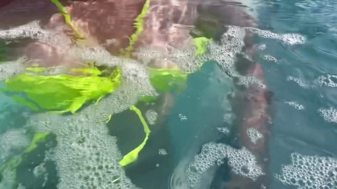 Artemisia Love toont haar sappige grote tieten onder water voor jou die een sexy bikini draagt