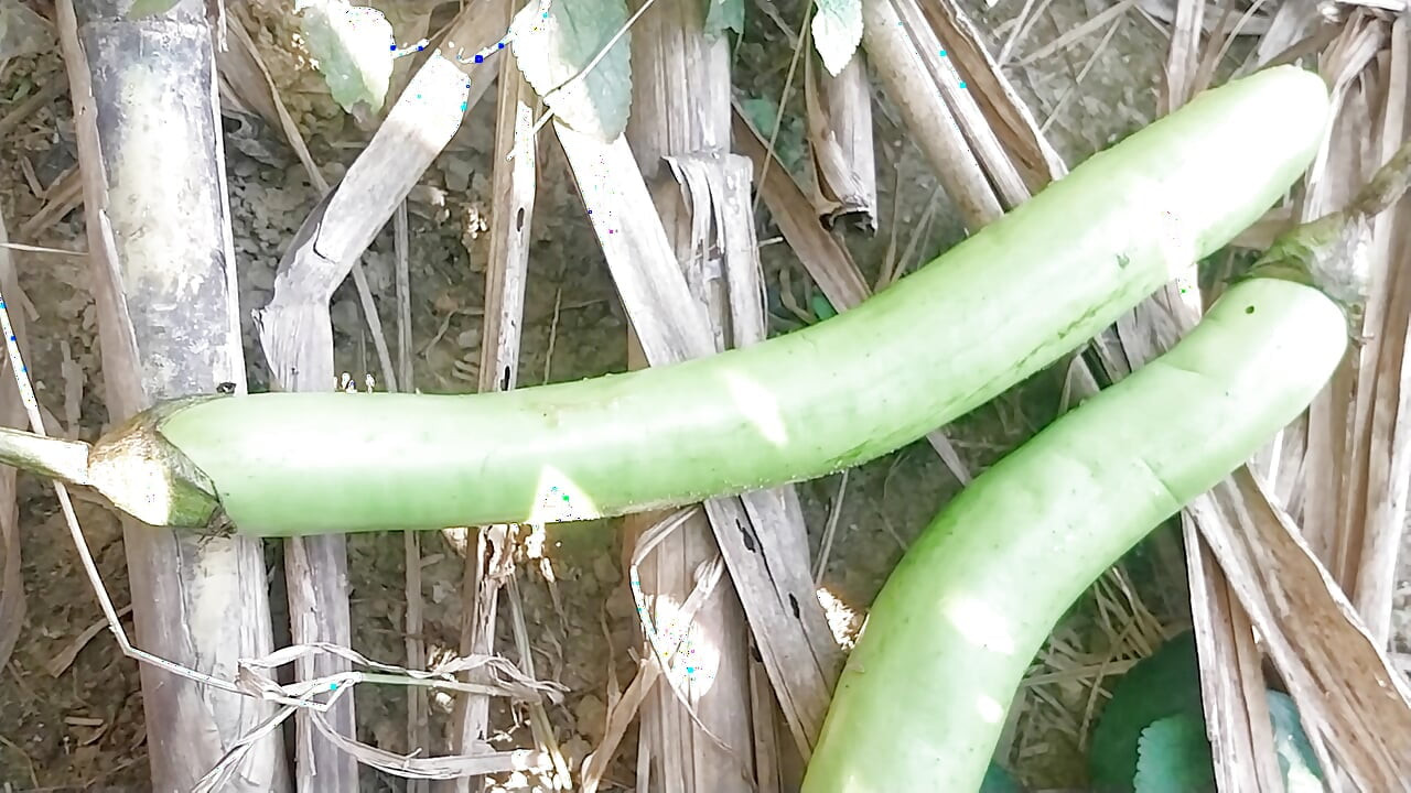 Otišao sam u šumu i uzeo jako dugu Begum u guzicu.