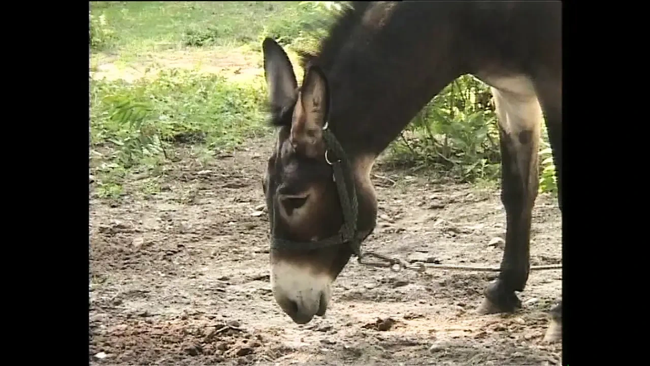 在农村，总是有在户外啪啪啪的欲望