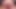 cump corbfish