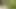 wank in the woods