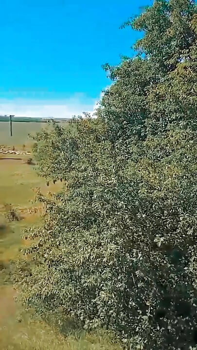 Video WillyAlexandruPetre