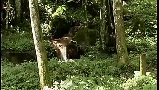 Horny young stud takes shemales hard cock down his throat and bowls her from the Pavilion end in the forest