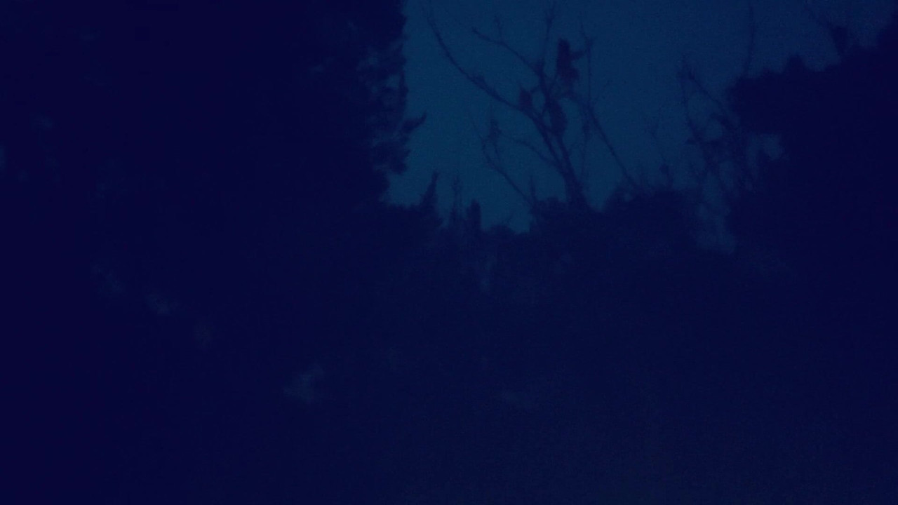 Into the forest I go, to lose my soul and fuck myself