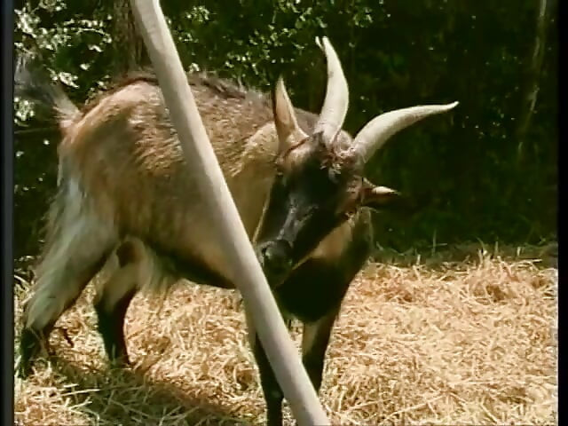 Horny cock sucking guy gets ass ravaged while fucking a hot bitch on the lawn