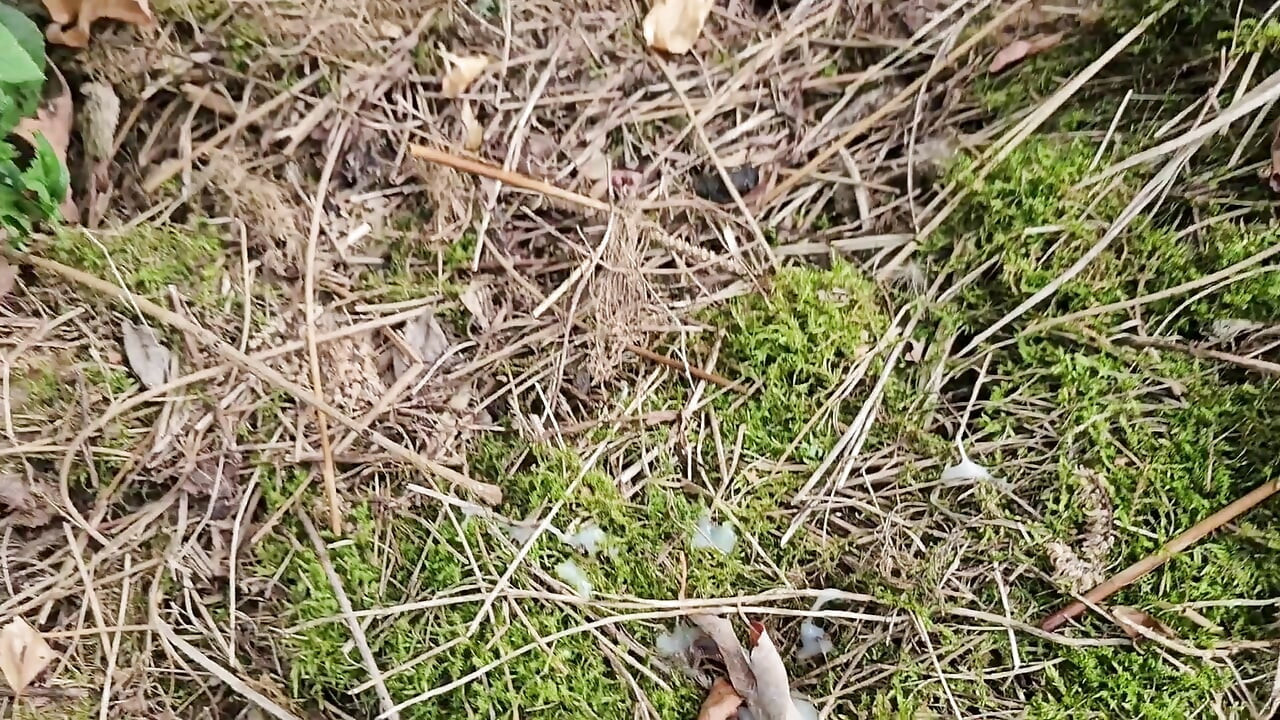 Risky Outdoor Jerk off - Almost Caught & Huge Cumshot in the Woods