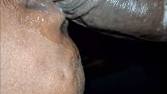 Wife  plow  job husband come in mouth