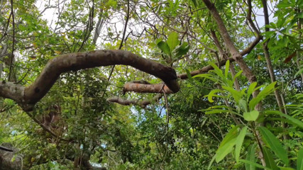 FRIEND I CAUGHT IT IN THE FOREST AND I PUT MY COCK VERY HARD GIVING A SIP INSIDE MY ASS
