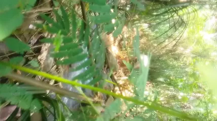 Cuple fucking outdoor