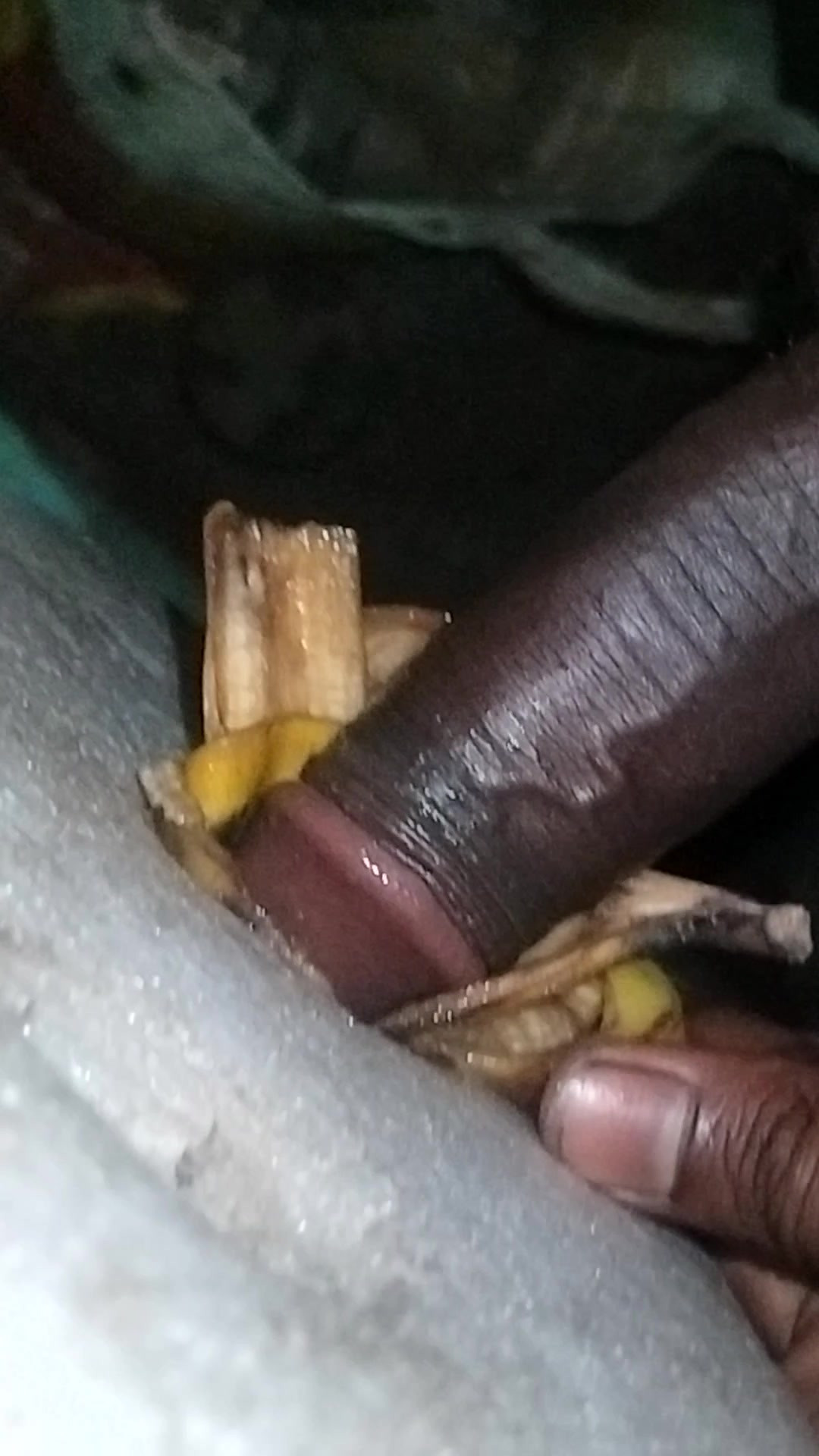 It was a lot of fun to fuck your sister-in-law with a 17-inch cock