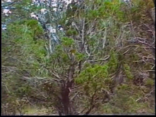 Randy gay stepbrothers suck cocks and fuck asses and jerk off afterwards in forest