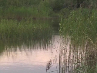 Into the Wild