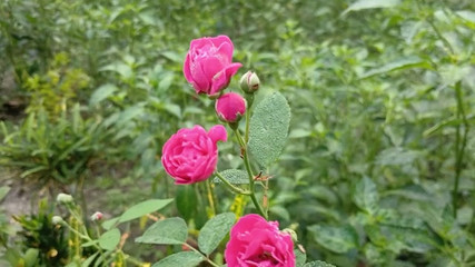 Village Hot Boy And Girl Sex Story Bangla