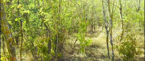 Lady Alice Compilation 09 Endless Wild Passion (Mesmerize Version)