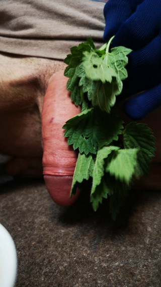 Nettle swollen cock cbt