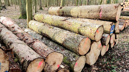 Pussy slapping mit dem Lineal im Wald - Bild 3