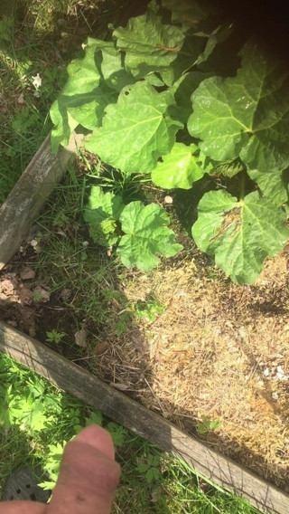 Smilis pee outside 2