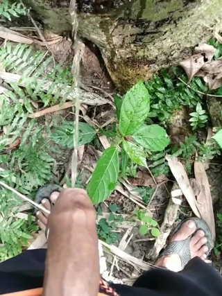 Big Cock Pissing on Tree