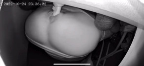 Wooden butt knob in and out no hands