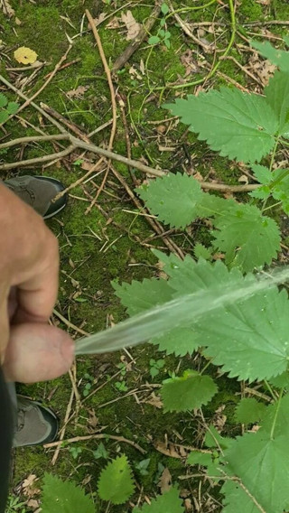 Woodland pissing