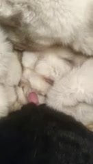 fur cumshot fox fur coat
