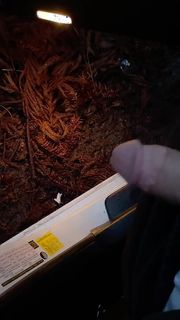 Peeing in woods from car 
