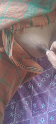 Desi assam bhabi show hairy pussy and big boobs press