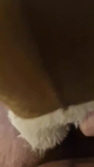 Sniffing and playing with slippers