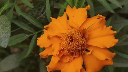 Bengali Village Sexy Girl Sex Story