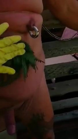 Nettels on cock