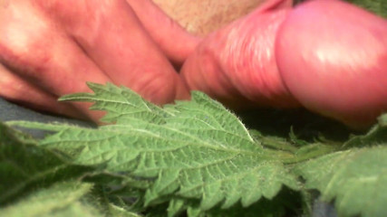 Intense CLOSE UP Cock torture with nettles end with cum