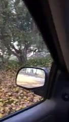 The park