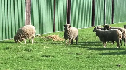 /beam/67a861b8cc498f247e7f490b