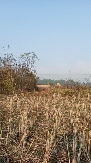 Bhabhi Gay Boy Outdoor Masterbate Pussy Hole