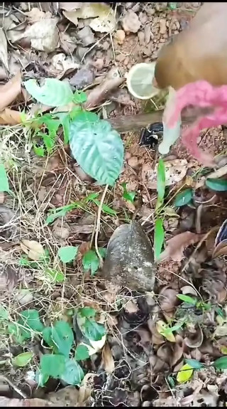 Desi Guy Found His Straight Friend's Used Loaded Condom And Masturbating In It