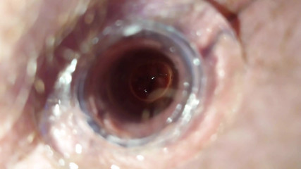 The Little Test with the Anal Tunnel