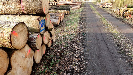 Pussy slapping mit dem Lineal im Wald - Bild 4