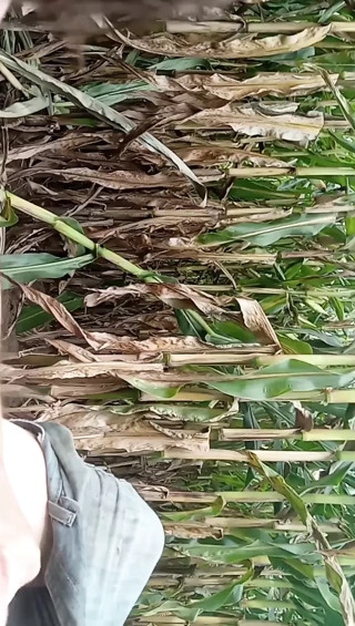 Release in a field