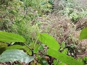 Fucking with own sister at jungle showing of own land 