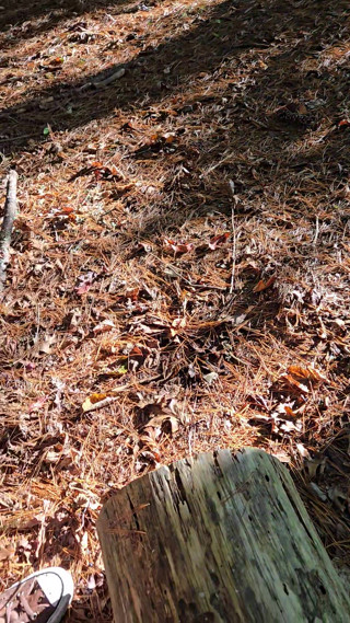 Naked quick cum on log seat while hiking along a wooded trail in public