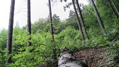 Back at the Scene Rough Forest Fap with Massive