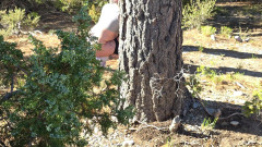 Desperate Hiker Girl Gets Caught by Hot Red Head