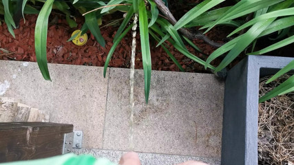 Pissing Outdoor in the Garden
