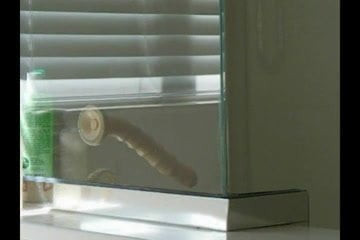 Shower Dildo