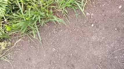 To get sister-in-law's beautiful pussy, he went from house to field to get four katwans with him, brother-in-law fucked sis