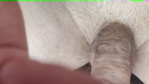 Redcock - the Raw Unedited Version